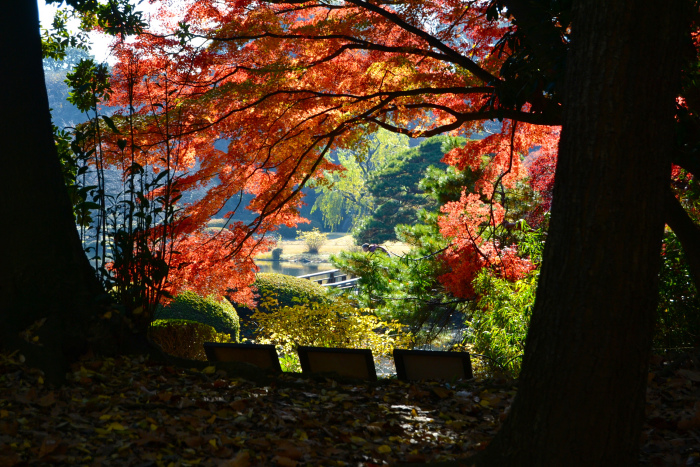 tokyo foliage